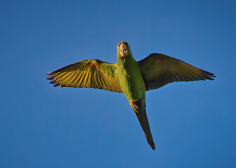 Wild Green Parrots - South Florida Wildlife Collection