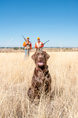 A chocolate labrador retriever with two male adult (upland game) hunters. Hunting Dove, Quail,...