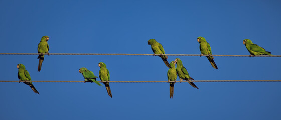Wild Green Parrots - South Florida Wildlife Collection © ocudrone