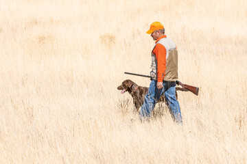 An adult male (upland game) hunter holding a shotgun walking with a chocolate labrador retriever in a field.