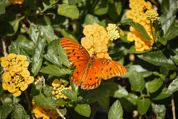 Gulf Fritillary Butterfly - South Florida Wildlife Collection