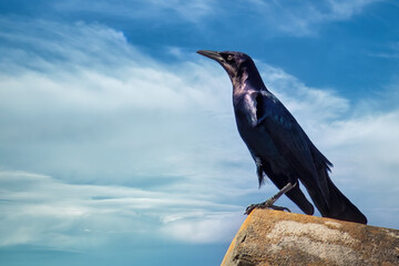 American Crow - South Florida Wildlife Collection