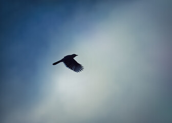 American Crow - South Florida Wildlife Collection