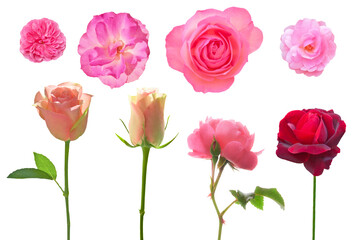 Eight bright beautiful colorful roses close-up on a white isolated background