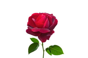One red bright beautiful colorful rose with green leaves close-up on a white isolated background