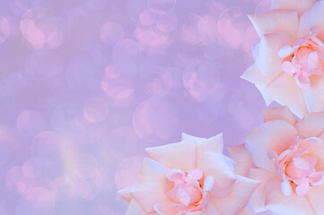 Three bright beautiful white pink roses close-up on an abstract colorful pink magenta background with bokeh