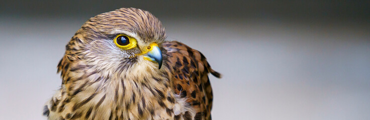 Brown and white falcon with the background out of focus