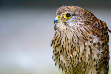 Brown and white falcon with the background out of focus