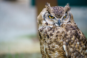 Brown, black and white Eagle Owl with the background out of focus