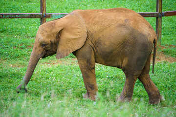 Adult elephant in a natural environment with a green background and nature around