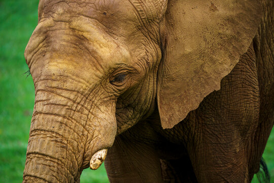 Matriarchin Bilder Durchsuchen 3,175 Archivfotos, und