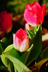 Naklejka premium pink tulip flower bloom in winter of Florida
