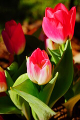 Naklejka premium pink tulip flower bloom in winter of Florida