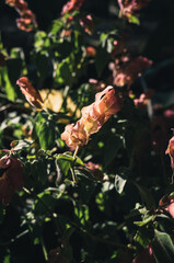 Flowers in the garden