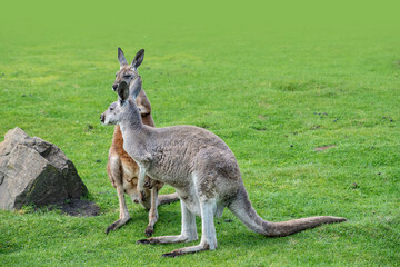 Macropus giganteus - Eastern Grey Kangaroo marsupial found in eastern third of Australia, also...