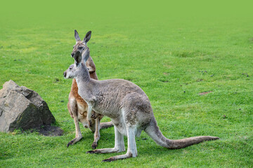 Naklejka na ściany i meble Macropus giganteus - Eastern Grey Kangaroo marsupial found in eastern third of Australia, also known as the great grey kangaroo and the forester kangaroo. Two - pair of kangaroos