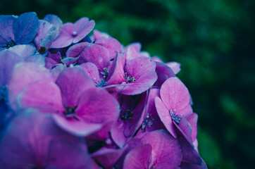 close up of a hydrangea flower