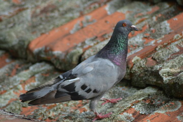 pigeon in the roof