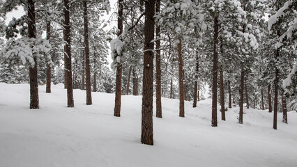 snow covered trees