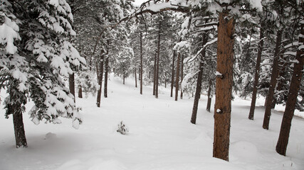 snow covered trees