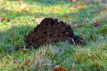 Closeup of a fresh mound of dirt overturned by a mole 