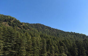 Beautiful himalayan cedar or cedrus deodara forest scenery clear blue sky