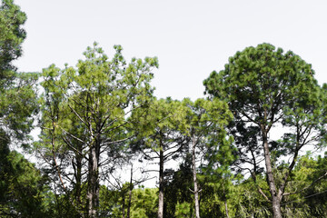 Green pine trees and white background