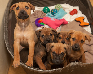 Brown, ten week old puppies looking for a new home.