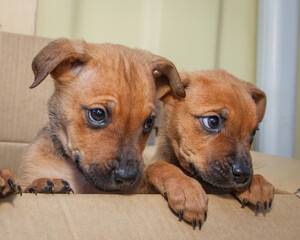 Brown, ten week old puppies looking for a new home.