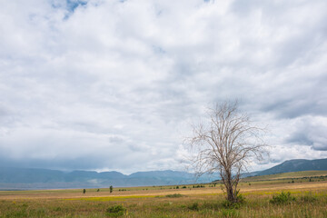 Fototapeta na wymiar Dramatic view to old dry tree in sunlit steppe against somber large mountains in low clouds during rain. Gloomy landscape with high mountain range in rain and steppe in sunlight in changeable weather.