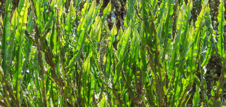 Close Up of wild medicinal plant carqueja (Baccharis trimera) in nature.