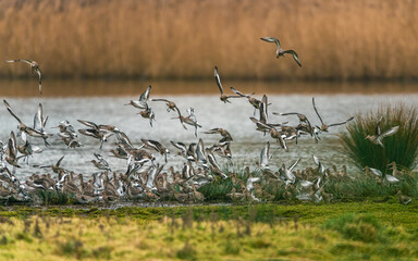 Black-tailed Godwit, Limosa limosa in the flight in environment