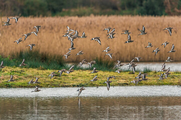 Black-tailed Godwit, Limosa limosa in the flight in environment