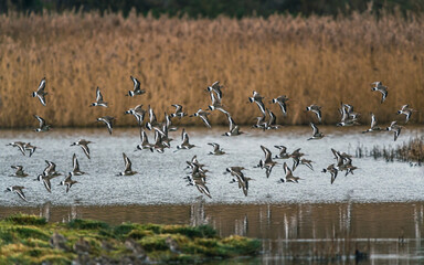 Black-tailed Godwit, Limosa limosa in the flight in environment
