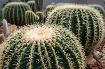 Group of Golden barrel cactus (Echinocactus grusonii) growth and nursery in greenhouse. Golden...