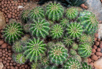 Obraz premium High angle view of Echinopsis calochlora cactus growth in the garden. Echinopsis cactus they are fairly easy to grow and are extremely well adapted to drought.