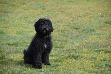 Black poodle in the grass