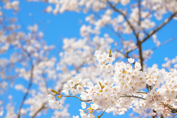 Background image of cherry blossoms in full bloom and blue sky in spring