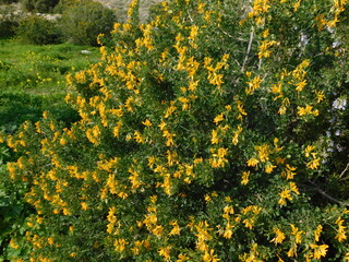 Moon trefoil wild plant with beautiful yellow flowers, near Varkiza, Greece