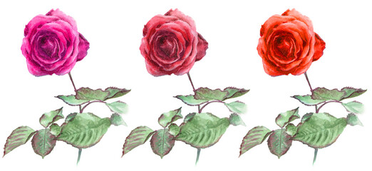 アナログ水彩赤いバラ色違い３輪