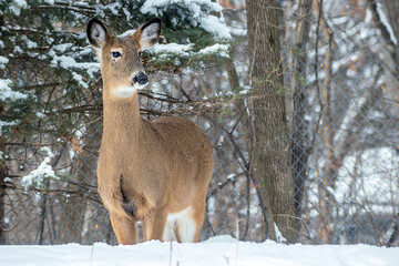 Whitetail Deer doe - close portrait in a winter setting