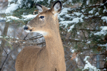 Whitetail Deer doe - close portrait in a winter setting