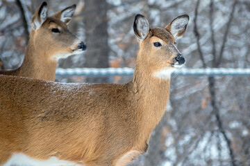 Whitetail Deer doe - close portrait in a winter setting