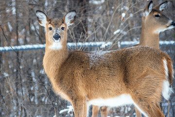 Whitetail Deer doe - close portrait in a winter setting