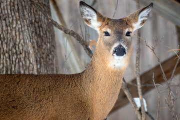 Whitetail Deer doe - close portrait in a winter setting