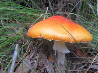 mushroom in the forest