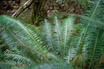 fern leaf in the forest