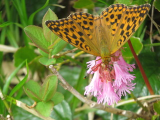 butterfly on flower