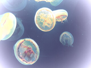 jellyfish floating 