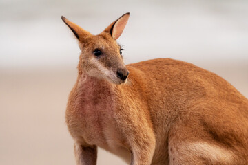 Agile Wallaby (Macropus agilis) on beach, Cape Hillsborough, Queensland, Australia. © beau